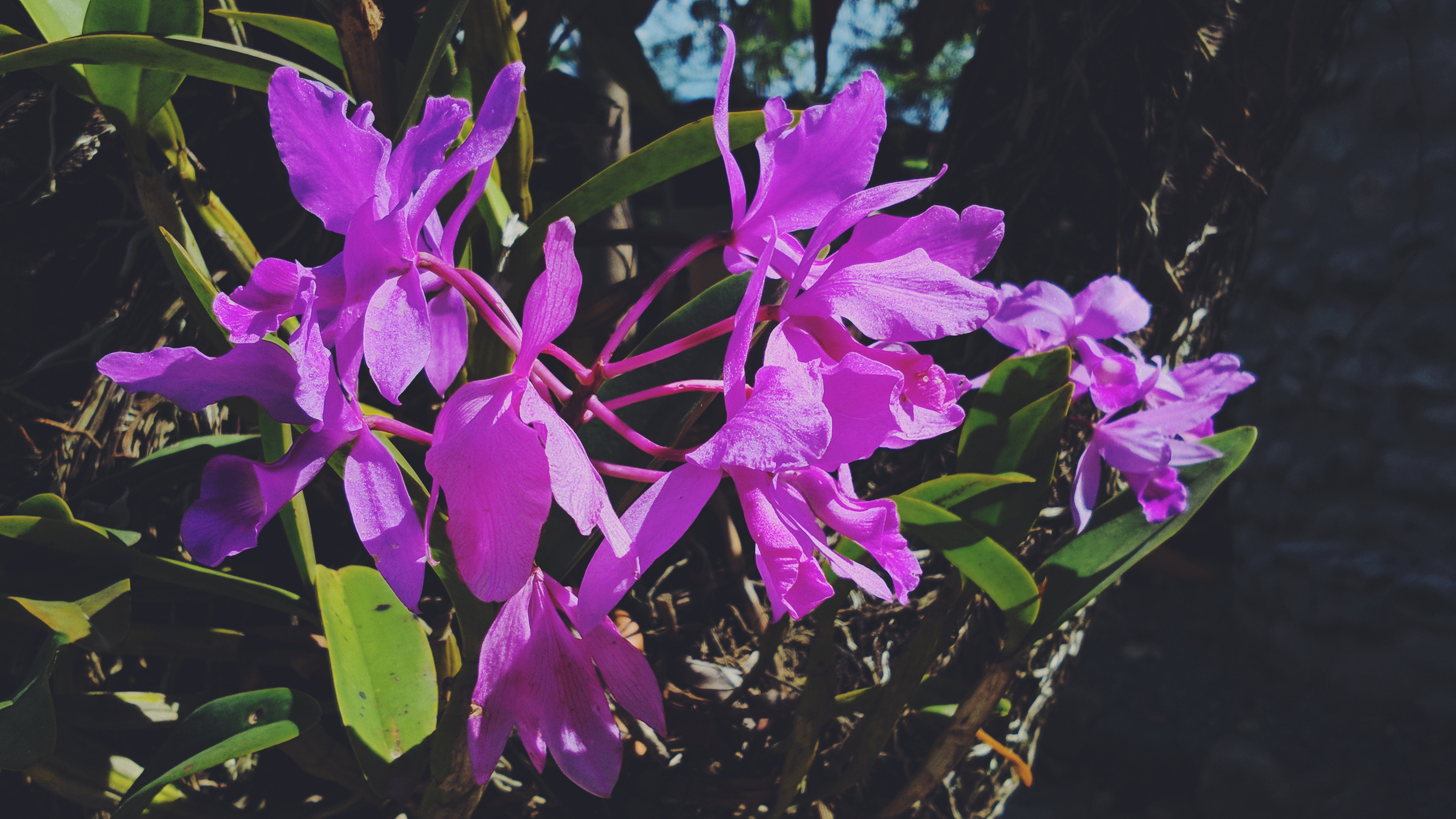 La inesperada respuesta de Tota Medina sobre hacerle pasillo al Olimpia